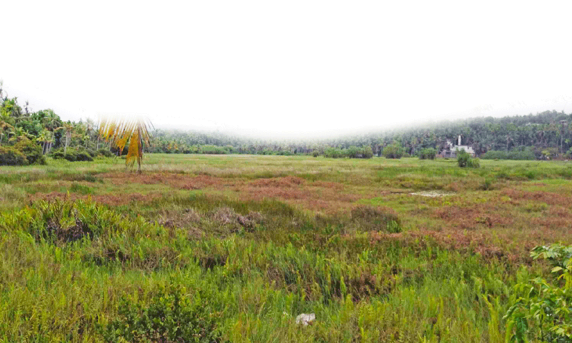 പാടശേഖരം പാടശേഖരം