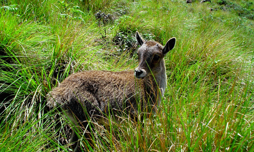 Nilgiri tahr