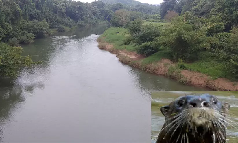 ഇരുവഴിഞ്ഞിപ്പുഴയിൽ കുളിക്കാനിറങ്ങിയ മൂന്ന് വിദ്യാർഥികൾക്ക് നീർനായുടെ കടിയേറ്റു ഇരുവഴിഞ്ഞിപ്പുഴയിൽ കുളിക്കാനിറങ്ങിയ മൂന്ന് വിദ്യാർഥികൾക്ക് നീർനായുടെ കടിയേറ്റു