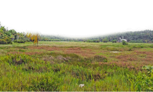 പാടശേഖരം