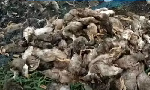 തിരുവല്ലയിൽ പക്ഷിപ്പനി സ്ഥിരീകരിച്ചു