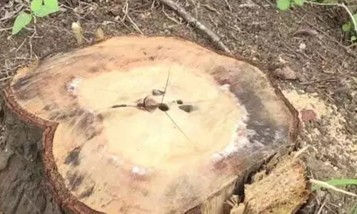 മെഡിക്കൽ കോളജ് വളപ്പിലെ ചന്ദന മോഷണം; കേസെടുക്കാതെ പൊലീസും വനം വകുപ്പും