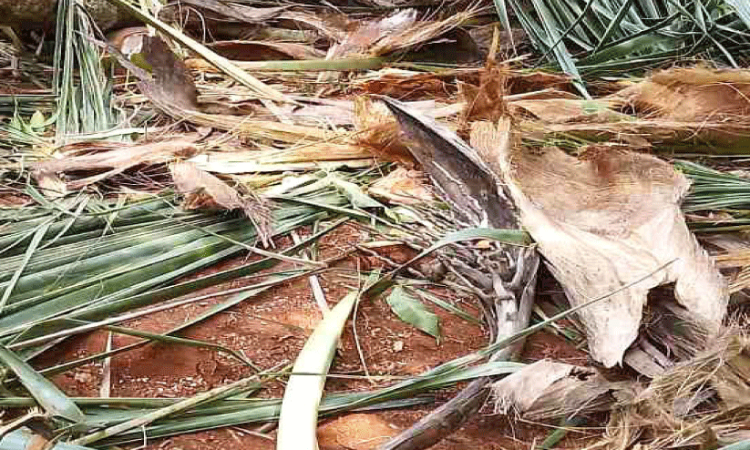 wild elephant attack