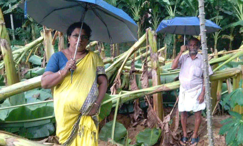 crops damaged crops damaged