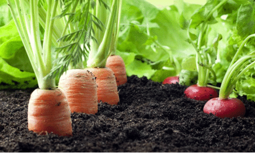 vegetable agriculture