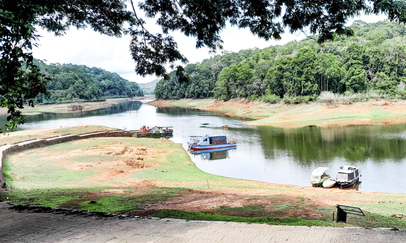 summer rain summer rain