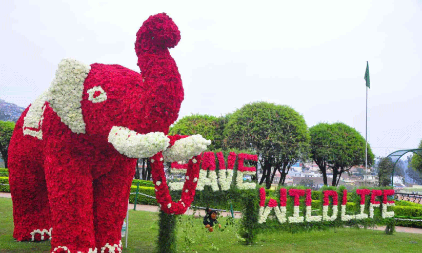 റോ​സ് പൂ​ക്ക​ൾ കൊ​ണ്ടൊ​രു​ക്കി​യ ‘ആ​ന’