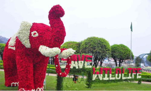 റോസ് പൂക്കൾ കൊണ്ടൊരുക്കിയ ‘ആന’ റോസ് പൂക്കൾ കൊണ്ടൊരുക്കിയ ‘ആന’