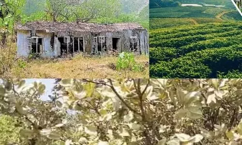 വേനൽചൂട്: നഷ്ടം സംഭവിച്ച തോട്ടങ്ങൾക്ക് കേന്ദ്ര സർക്കാർ അടിയന്തിര നഷ്ടപരിഹാരം അനുവദിക്കണമെന്ന് പി.എൽ.സി