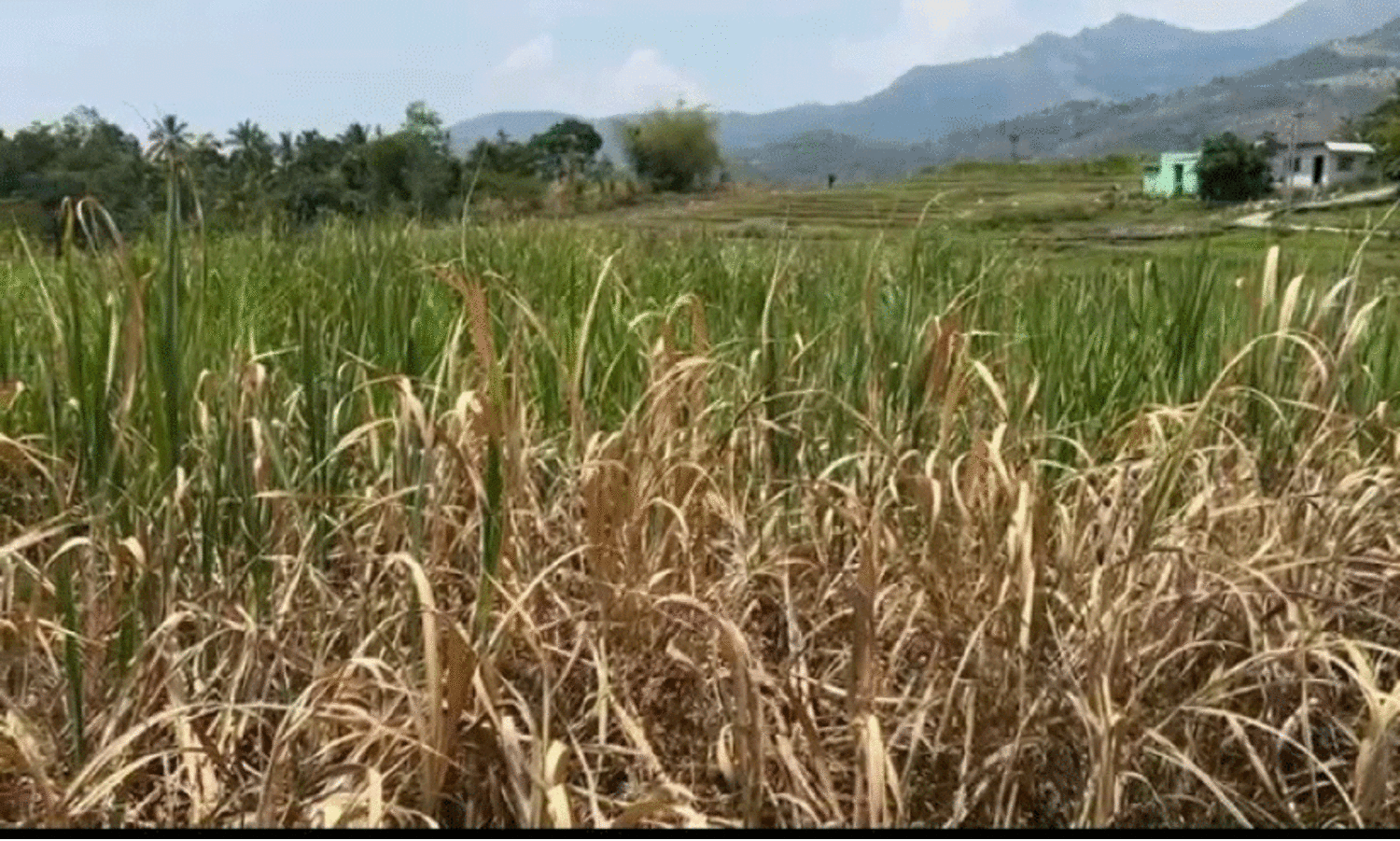 കർഷകരാണ്​...കനിയണം