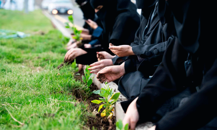 jacaranda trees are widespread in Asir regions; Municipal authorities launched the project jacaranda trees are widespread in Asir regions; Municipal authorities launched the project