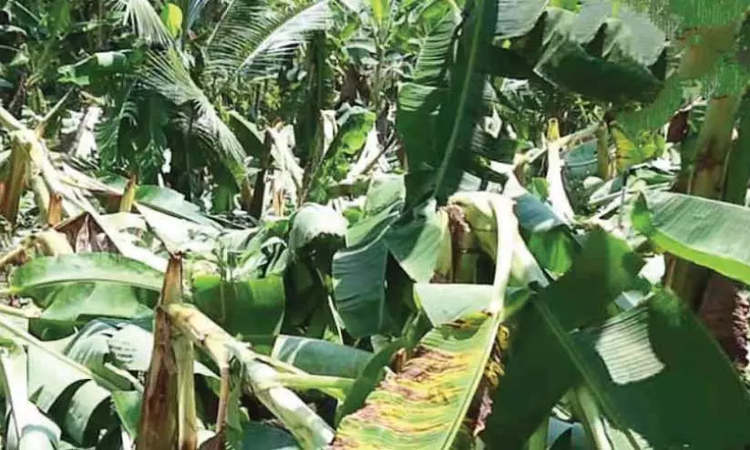 വാഴകൾ വാഴകൾ