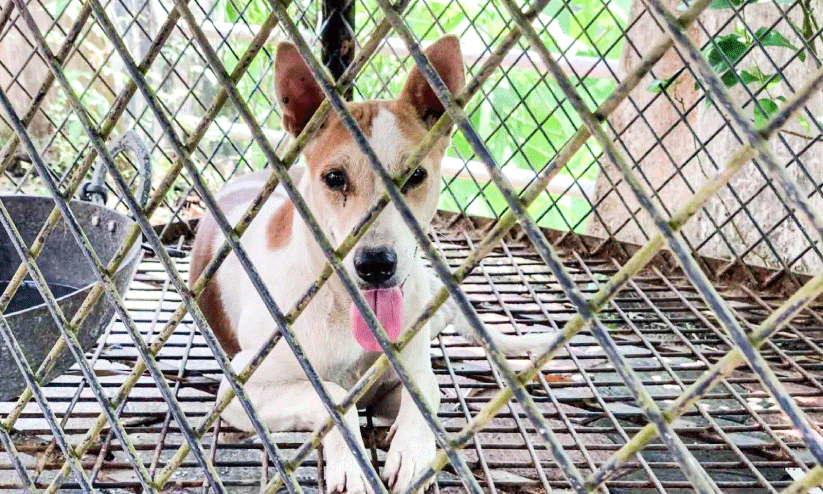 കൂട്ടിലടച്ച ഒരു നായ്ക്ക് കൂടി പേ ലക്ഷണം കൂട്ടിലടച്ച ഒരു നായ്ക്ക് കൂടി പേ ലക്ഷണം