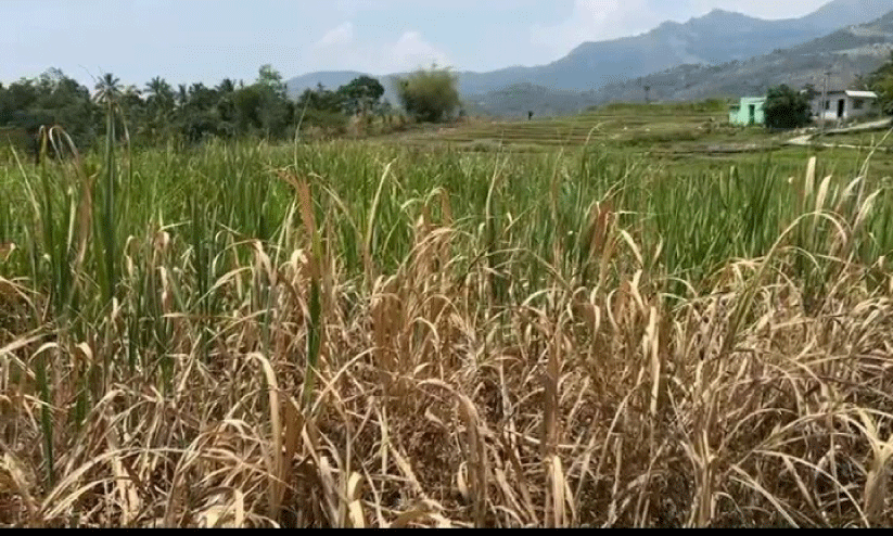 കർഷകരാണ്...കനിയണം കർഷകരാണ്...കനിയണം