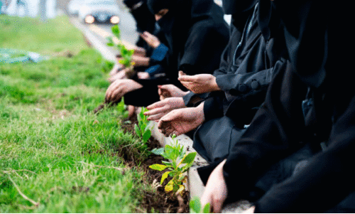 jacaranda trees are widespread in Asir regions; Municipal authorities launched the project