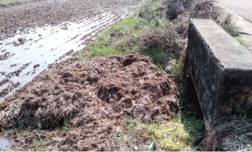 ഓ​വു​ചാ​ലി​ന്റെ മു​ന്‍വ​ശം നി​ക​ത്തി; ക​രി​ങ്കു​റ പാ​ട​ശേ​ഖ​ര​ത്തിൽ വെ​ള്ള​ക്കെ​ട്ട്