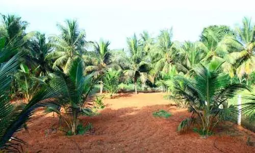 അതിർത്തി ഗ്രാമങ്ങളിലെ  ജാതിജീവിതം