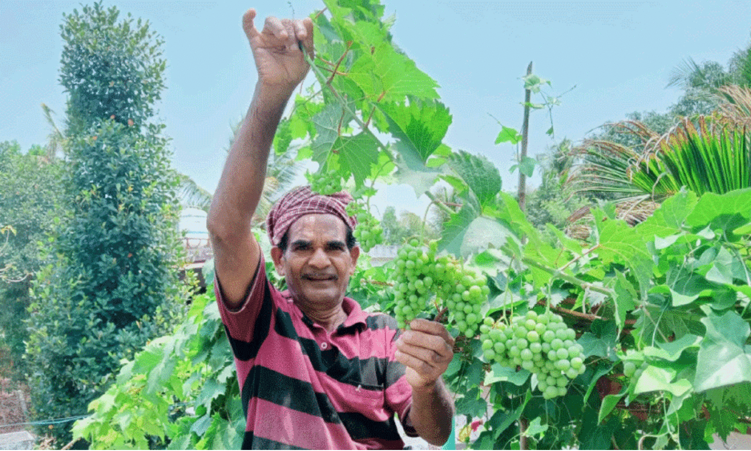 Grapes over the house; Zubair was not happy