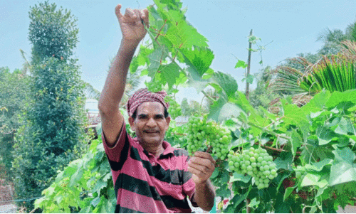 Grapes over the house; Zubair was not happy