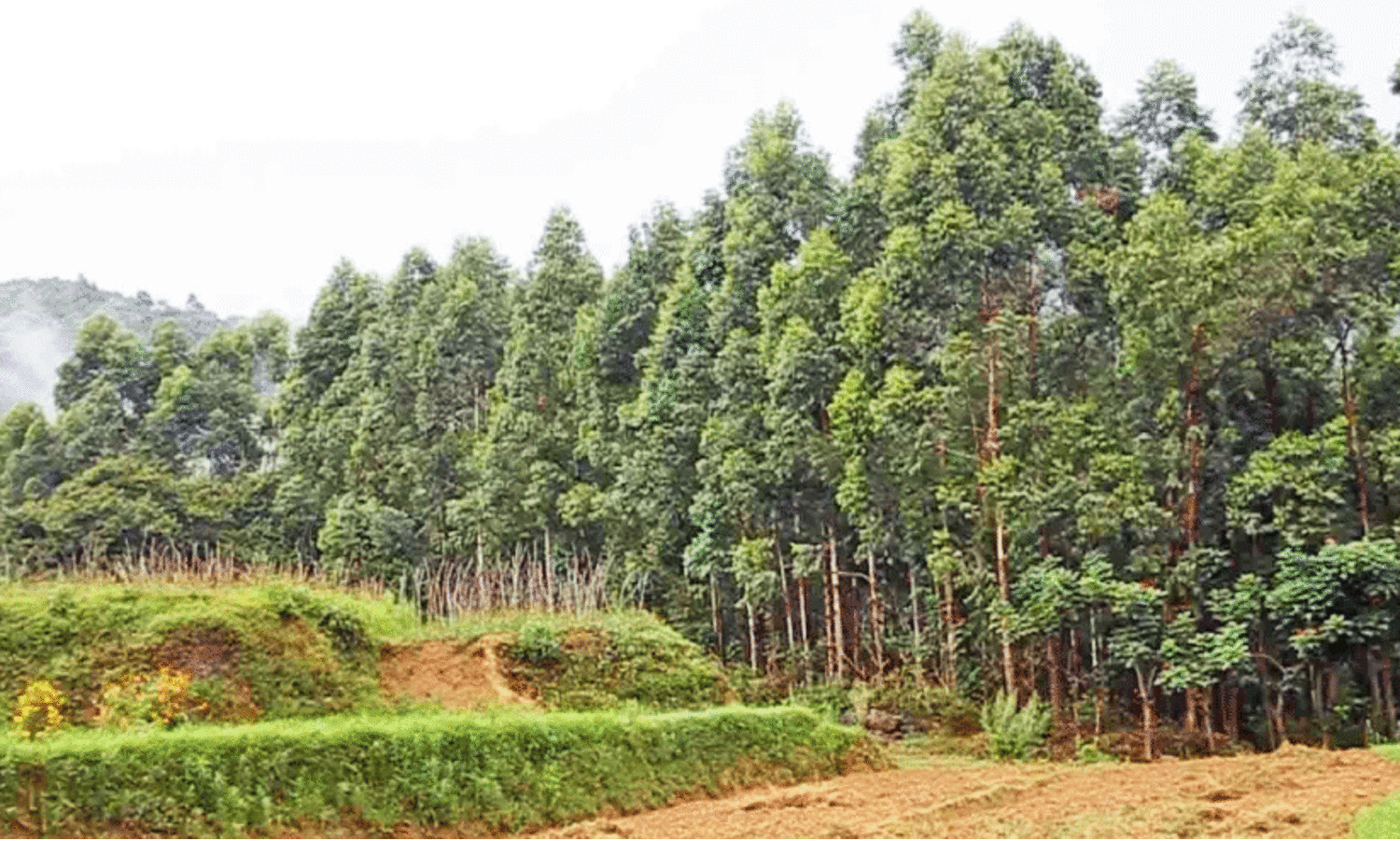 യൂ​ക്കാ​ലിപ്റ്റസ് മ​ര​ങ്ങ​ൾ