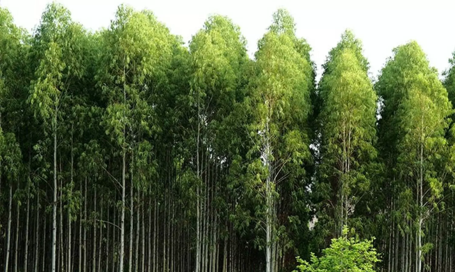 Eucalyptus trees