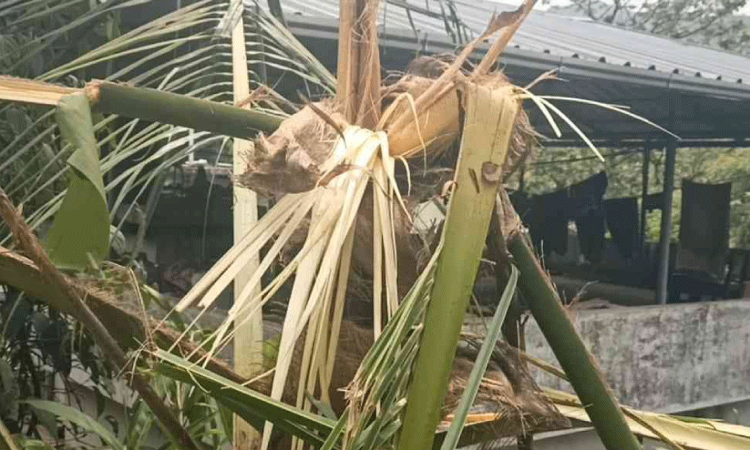 wild elephant attack