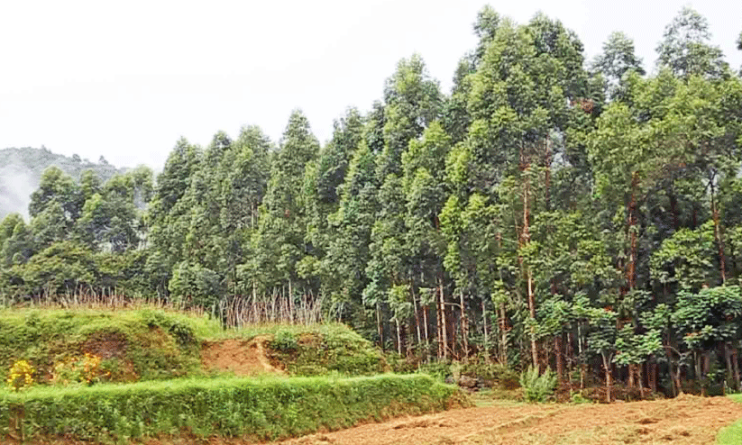 യൂ​ക്കാ​ലിപ്റ്റസ് മ​ര​ങ്ങ​ൾ