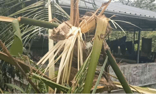 wild elephant attack