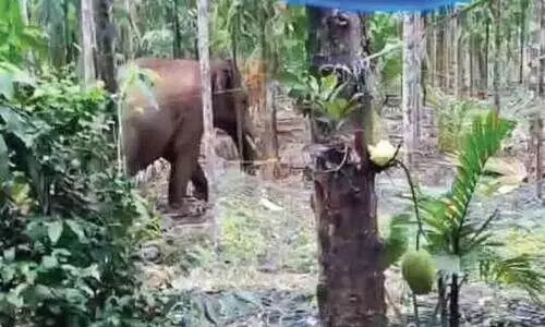 elephant