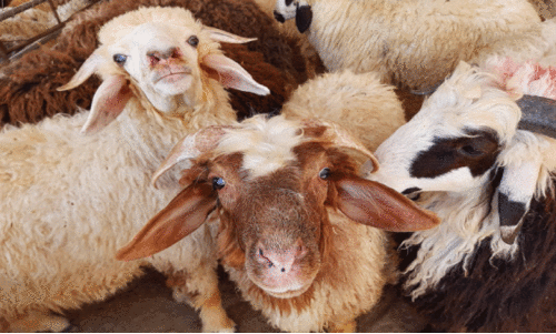 ജോ​ർ​ഡനി​ല്‍ നി​ന്ന് ആ​ടു​ക​ളെ ഇ​റ​ക്കു​മ​തി ചെ​യ്യും