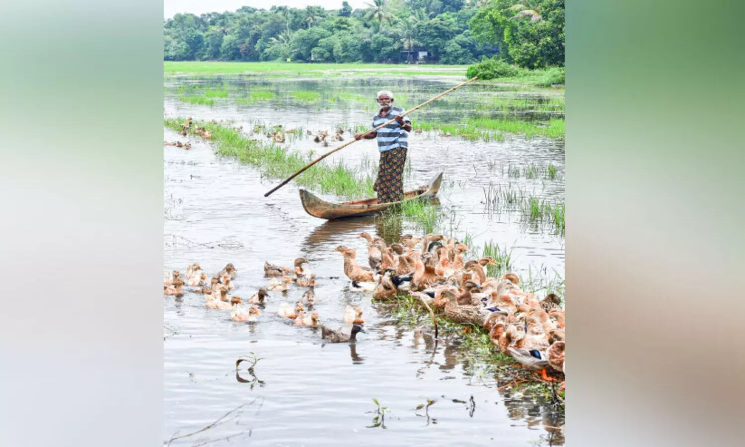 പക്ഷിപ്പനി താറാവുകൾക്ക്​; വംശനാശം കർഷകർക്ക്