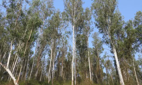 യൂക്കാലിത്തോട്ടം ആരുടെ തലവേദന...?