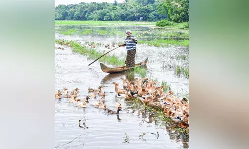 പക്ഷിപ്പനി താറാവുകൾക്ക്; വംശനാശം കർഷകർക്ക് പക്ഷിപ്പനി താറാവുകൾക്ക്; വംശനാശം കർഷകർക്ക്