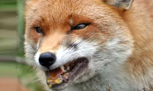 fox