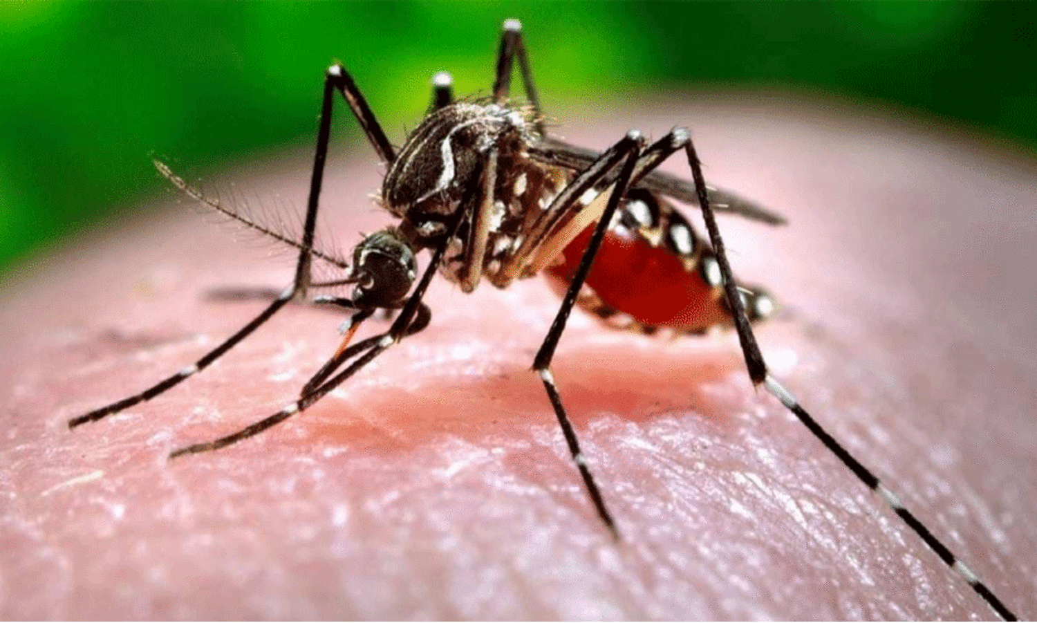 dengue mosquito