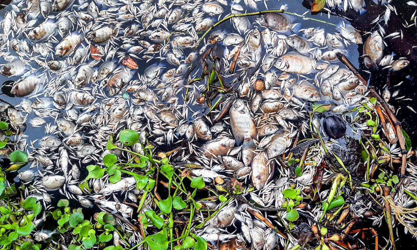 മത്സ്യക്കുരുതി; എങ്ങും പ്രതിഷേധത്തിര