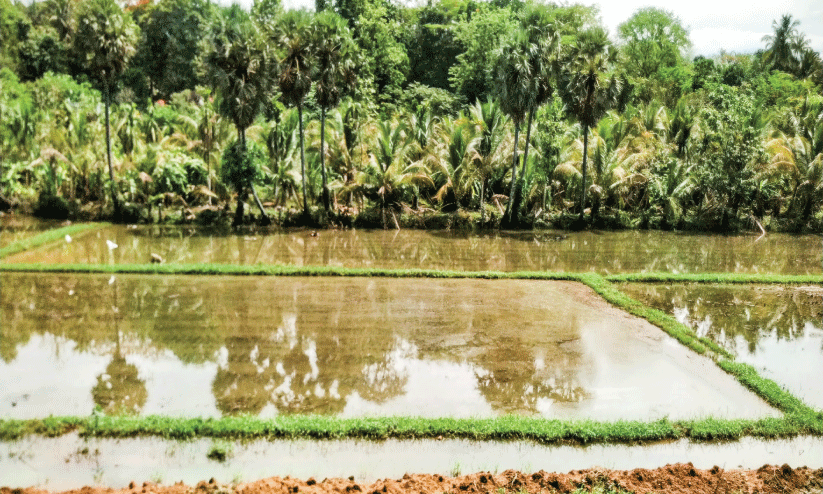 കനത്ത മഴ: വയലുകൾ വെള്ളക്കെട്ടിൽ