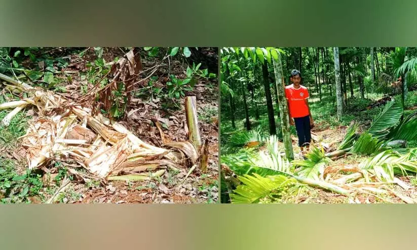 Elephant attack; crop damage