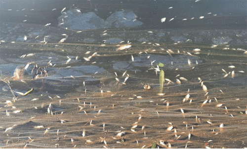 മത്സ്യങ്ങളുടെ ശവപ്പറമ്പായി തീരങ്ങൾ; കണ്ണീരുമായി കർഷകർ