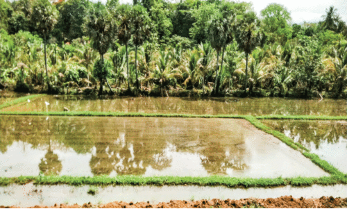 കനത്ത മഴ: വയലുകൾ വെള്ളക്കെട്ടിൽ കനത്ത മഴ: വയലുകൾ വെള്ളക്കെട്ടിൽ