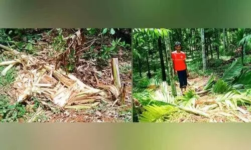 Elephant attack; crop damage