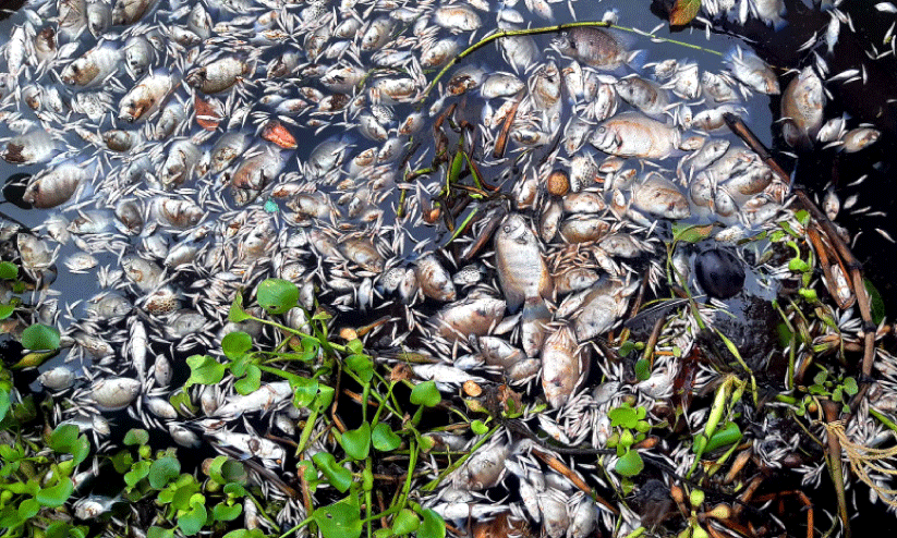 മത്സ്യക്കുരുതി; മലിനീകരണ നിയന്ത്രണ ബോർഡിന്‍റേത്​ ഗുരുതര വീഴ്ച