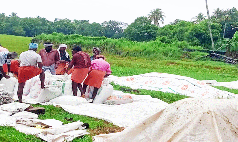 11 ദിവസം കാത്തിരിപ്പ്; ​ഒടുവിൽ അവസാന ലോഡ്​ നെല്ലും കയറ്റി