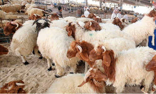 Sheep will also arrive from Jordan