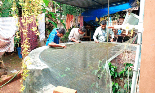 Jaundice spreading in Chapparapadavu