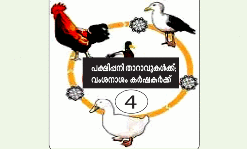 താറാവുകളുടെ കുത്തക കുട്ടനാടിന്​ സ്വന്തം