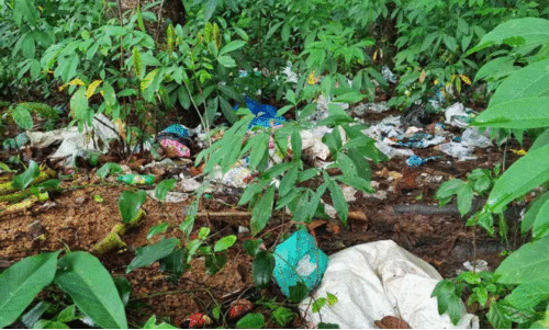 Private garbage and wild boar nuisance threats