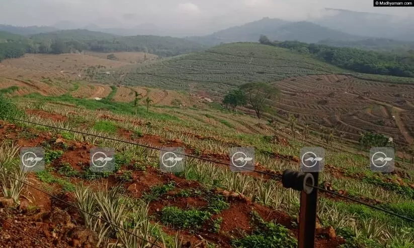 TR & T Estate, Travancore Rubber & Tea Estate