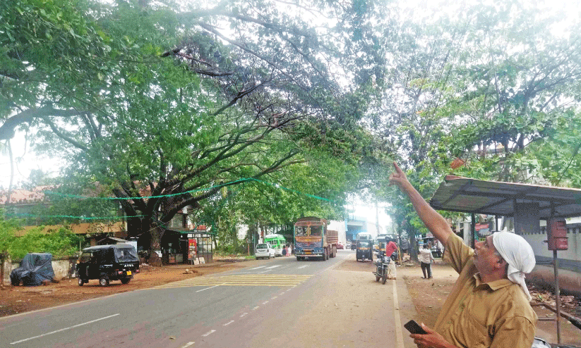 Shade trees pose a danger in Azhiyur Shade trees pose a danger in Azhiyur
