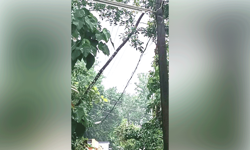 tree fell and got entangled in the electric wire. tree fell and got entangled in the electric wire.